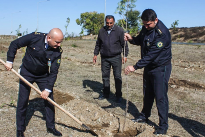 Qərb bölgəsində silsilə ağacəkmə aksiyaları davam etdirilir