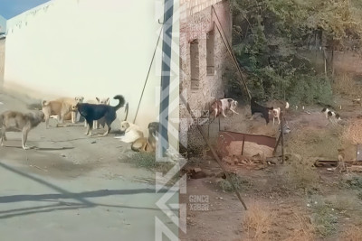 Gəncə sakinləri sahibsiz itlərdən şikayətçidirlər