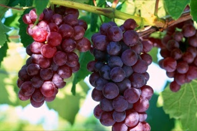 Göygöldə üzüm yığımı davam edir