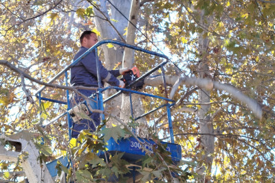 Gəncədə mövsümü budanma işləri həyata keçirilir
