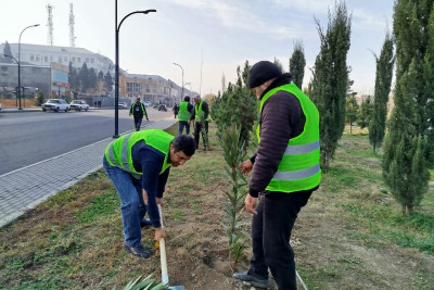 Gəncədə silsilə ağacəkmə tədbirləri həyata keçirilir