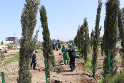 Qərb bölgəsində minlərlə ağac əkilib