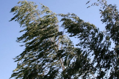 Qərb bölgəsində SARI XƏBƏRDARLIQ VERİLİB