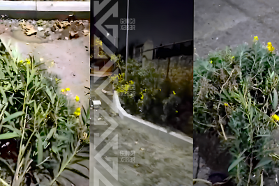 Gəncə sakini dekorativ kollara ziyan vurub - VİDEO