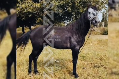 Vətəndaşın atı itdi, sahibi üsyan etdi - VİDEO