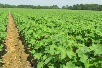 Pambıq yetişdirənlərə 210 manat subsidiya veriləcək