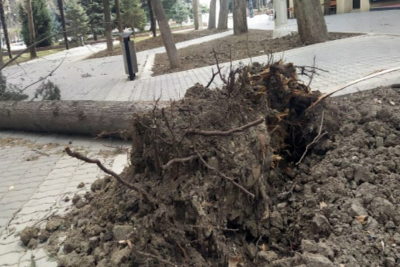 Gəncədə GÜCLÜ KÜLƏK əsəcək