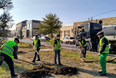 Gəncədə ağacəkmə aksiyası baş tutub