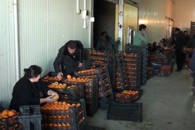 Tovuzlu fermerlərdən şikayət: Qiymətlər artıb