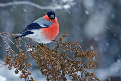 Qar yağacaq, duman olacaq - SABAHIN HAVASI