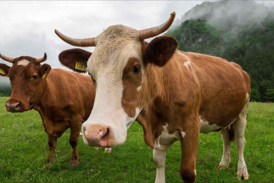 Kənd təsərrüfatı heyvanlarının sığorta tarifləri azaldılıb