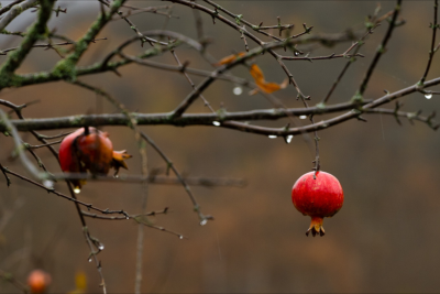 Bəzi ərazilərə yağış və qar yağır - FAKTİKİ HAVA