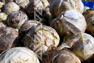 Fermerlər kələmin məhsuldarlığından şikayətçidir