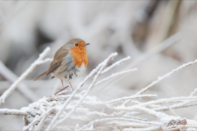 İlin son günü hava necə olacaq?