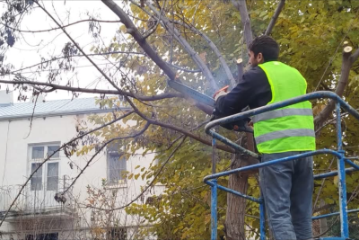Gəncədə təhlükəli ağaclar budandı