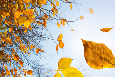 Sabah hava necə olacaq?