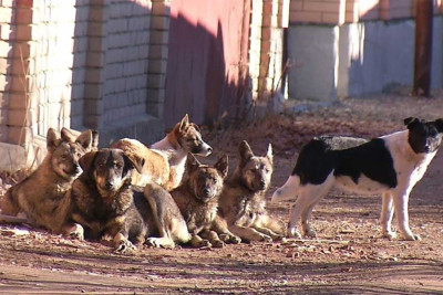 Gəncədə sahibsiz itlər 19 gündə 82 NƏFƏRİ DİŞLƏDİ - VİDEO