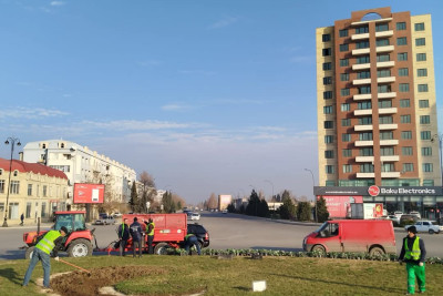 Gəncədə yerli iqlim şəraitinə uyğun güllər əkilib - FOTO