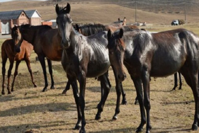 At almağa getmişdi, 15 yaşlı qızı qaçırdı