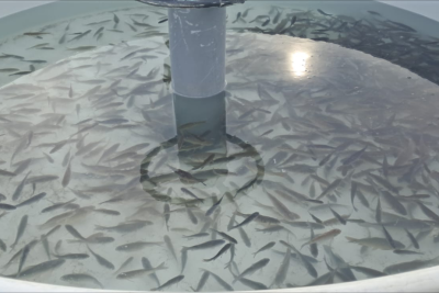 Kür çayına balıq körpələri buraxılıb - FOTO