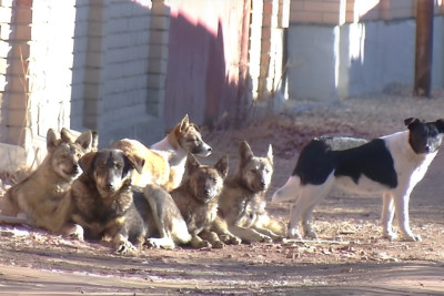 Hər gün 5 gəncəlini it dişləyir - Gəncənin hürən problemi - VİDEO