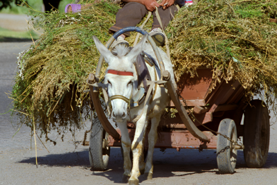 Maşın eşşək arabasına çırpılıb, ölən var