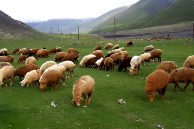 Oğurluqda şübhəli bilinənlər saxlanılıb