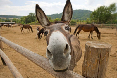 Eşşəyi anqırdı, özü isə qonşusunu döydü - MƏHKƏMƏNİN QƏRARI