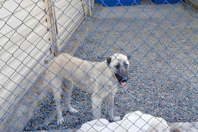 Gəncə MKTİB: “Sığınacağın büdcəsi ianə hesabına formalaşdırılmalıdır”