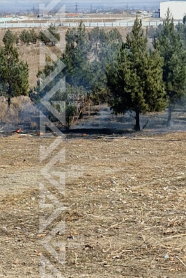 Gəncədə şam ağaclarının sıx olduğu sahədə yanğın başlayıb - FOTO