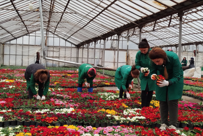MKTİB-nin istixanalarında yazda şəhərimizi bəzəyəcək güllər yetişdirilir - FOTO