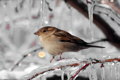 Dağlıq rayonlarda 12 dərəcə şaxta var - FAKTİKİ HAVA