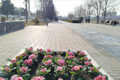 Gəncədə MKTİB tərəfindən yaşıllaşdırma və təmir işləri aparılıb - FOTO