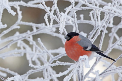 Sabah dağlıq ərazilərdə qar yağacaq - PROQNOZ