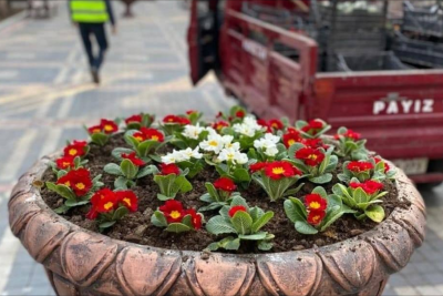 Xan Bağına yazın gəlişini xəbər verən güllər əkilib - FOTO