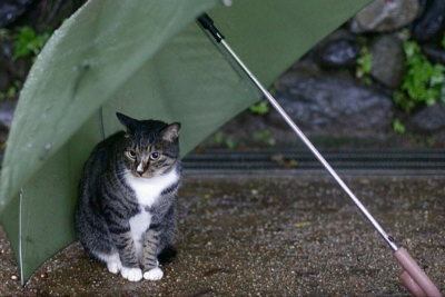 Bəzi yerlərdə hava arabir yağıntılı olub