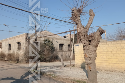 Gəncənin bu küçəsində ağaclar məhv olur - FOTO/VİDEO