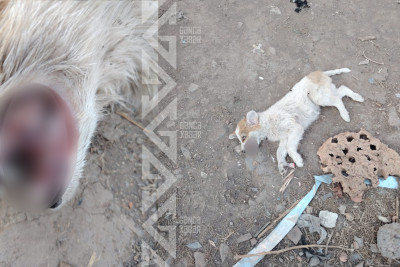 Gəncədə it işgəncə ilə öldürülüb