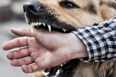 Gəncədə yaşlı kişini it parçaladı