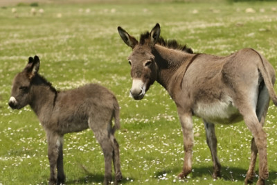 Göygöldə qəribə hadisə: Uzunqulağın otlaması qonşuları məhkəməlik etdi