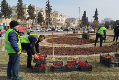 "Avropa Gənclər paytaxtı 2016" parkında mövsümü güllər əkilib - FOTO