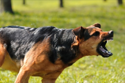 İtin parçaladığı qadının son durumu açıqlandı - YENİLƏNİB