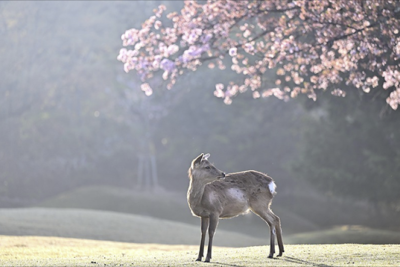 Duman olacaq, külək əsəcək - PROQNOZ