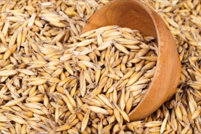 Ötən il Şəmkirdə 48181,4 ton vələmir yığılıb