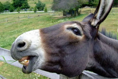 Gəncədə eşşək yoxdur – RƏSMİ