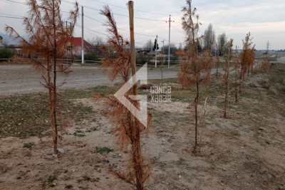 Gəncədə minə yaxın ağac QURUDU - VİDEO