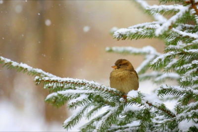 Dolu düşəcək, qar yağacaq - PROQNOZ