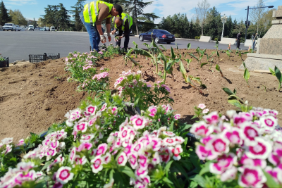Gəncənin Nizami prospektinə mövsümü güllər əkilib - FOTO