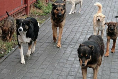 12 yaşlı uşaq küçə itlərinin hücumuna məruz qaldı