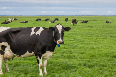 Qatar inəyi vurdu - fermer səkkiz min CƏRİMƏLƏNDİ